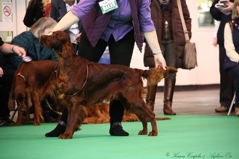 Crufts2011 192.jpg